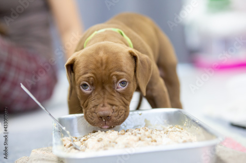 A small, light brown puppy with a withered face, plump hair, eating food in a tray. This baby food is made from ground chicken breasts, cow's milk, and dry food. Mixed Breed Pit Bull Puppies