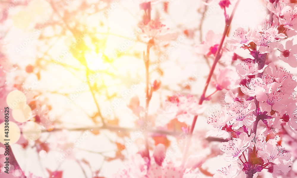 Pink blooming tree. Beautiful spring nature scene. Spring background
