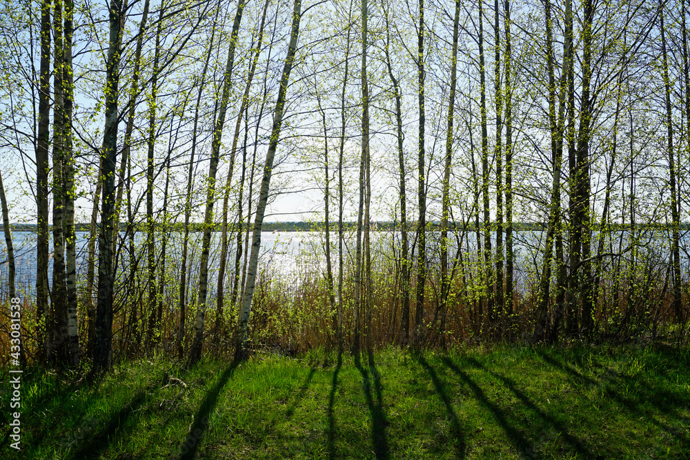 Reeds near the shore of the lake and a shot against the sunlight through the young foliage of birches