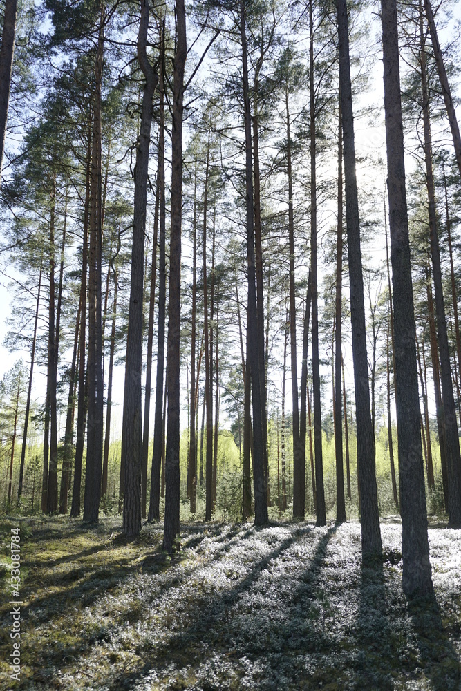 Reserved dense forest. Brisnichnik and old high pine forest. Vertical shot against sunlight Reserved dense forest. Brisnichnik and old high pine forest. Vertical shot against sunlight