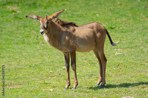 antelope in the park