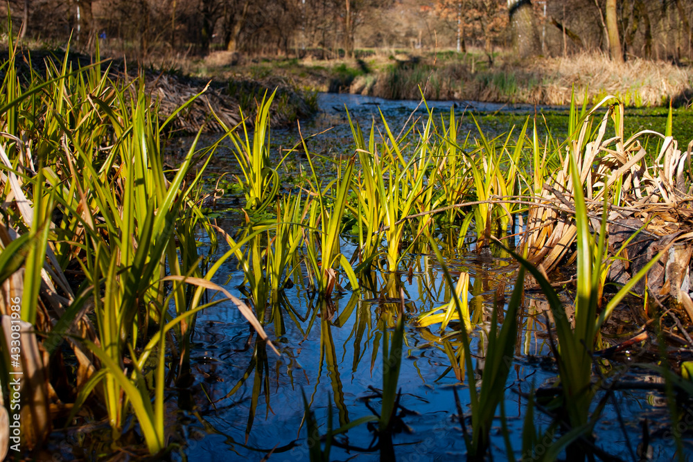 Obraz premium reeds at sunset