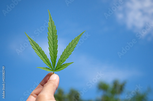 Hand of holding cannabis leaf with the sky background. The texture of marijuana leaves. Close-up photo with copy space for text. Concept of cannabis plantation for medical