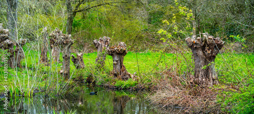 Group of pollard Willow trees
 photo