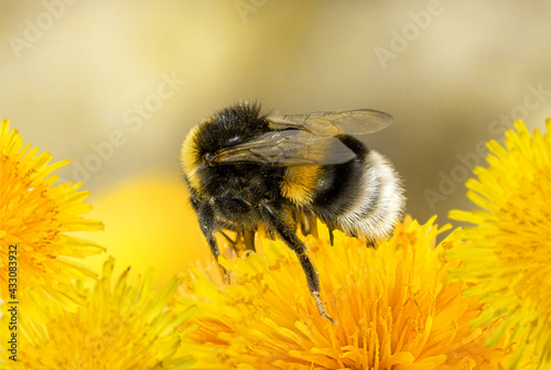 Bee and flower. Close up of a large striped bee collects honey on a on a Sunny bright day.Summer and spring backgrounds