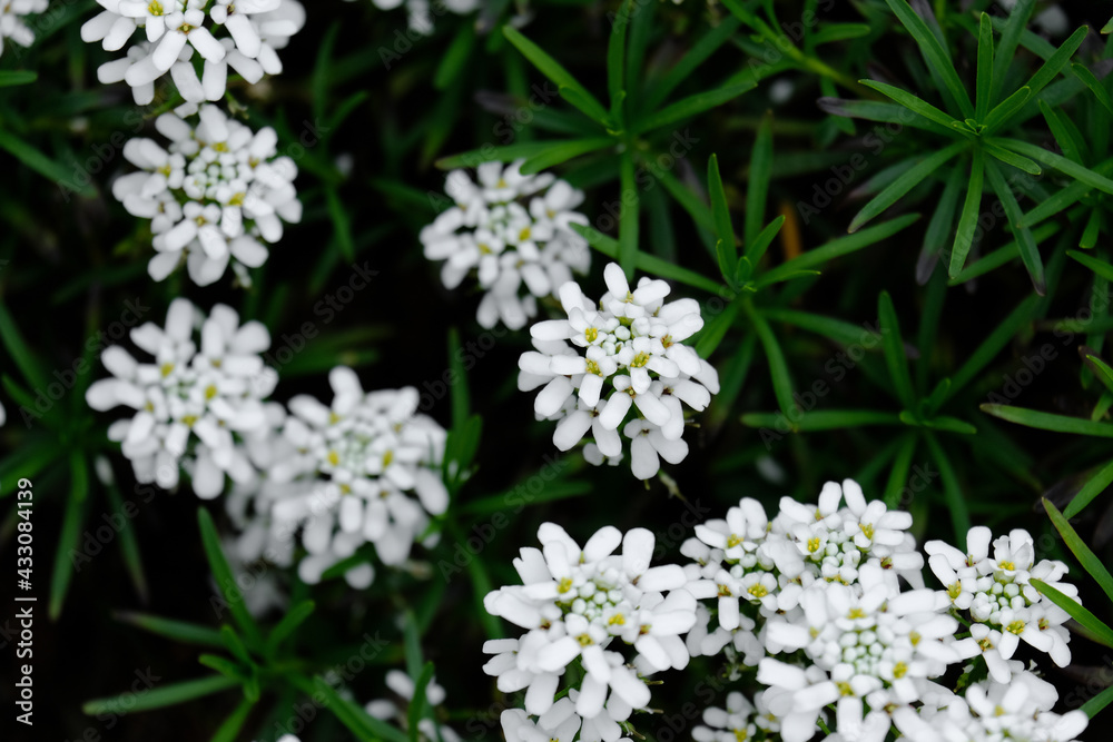 white flowers outdoors in nature