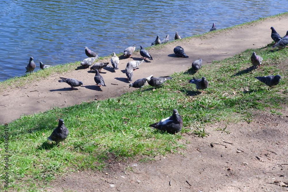 Obraz premium Pigeons on the shore of the pond