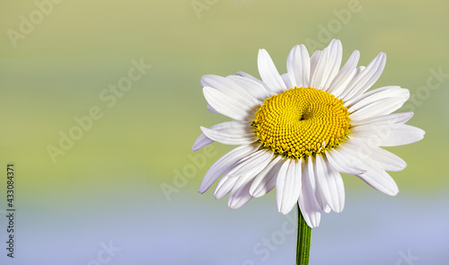 Beautiful camomile daisy flowers on blurred green background