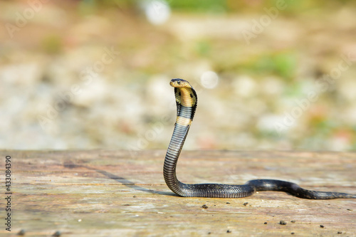 close up of a snake