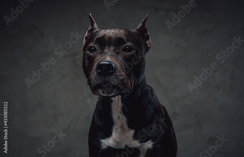 Loyal dark fur dog of staffordshire bullterrier breed