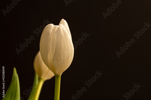 White Tulip over black background with copy space 