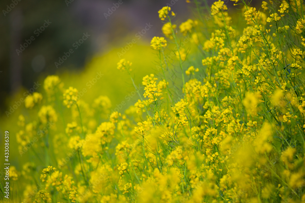 Obraz premium 菜の花