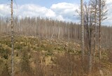 View to forest dieback in the Harz nationalpark with cloudy sky