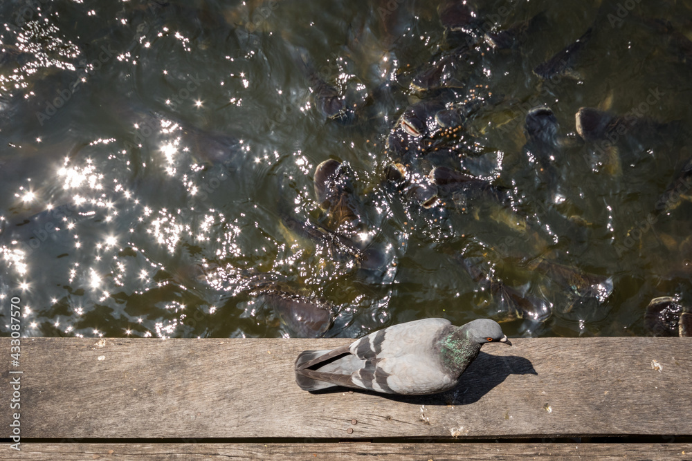 The pigeon.