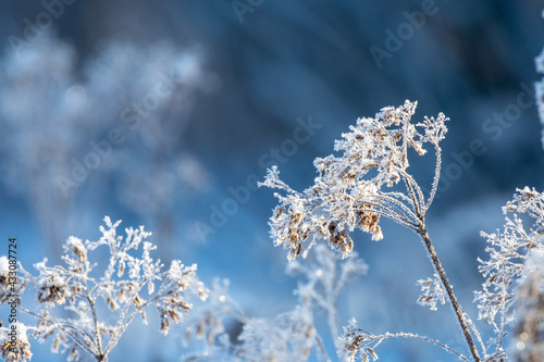 Frosted plant with a blurred blue background © serge