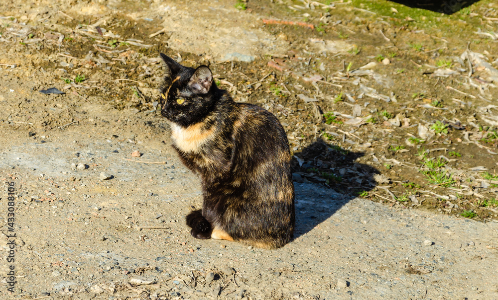 A tricolor cat is sitting on the ground.