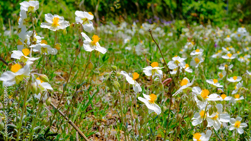 meadow of wild orchids, white petals and yellow pistils. Valley of the orchids, Campania, Italy photo