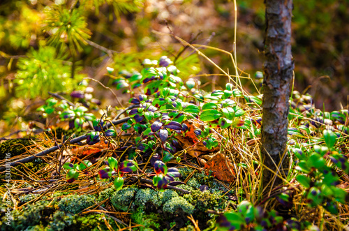 Moss and the first spring vegetation in the forest.