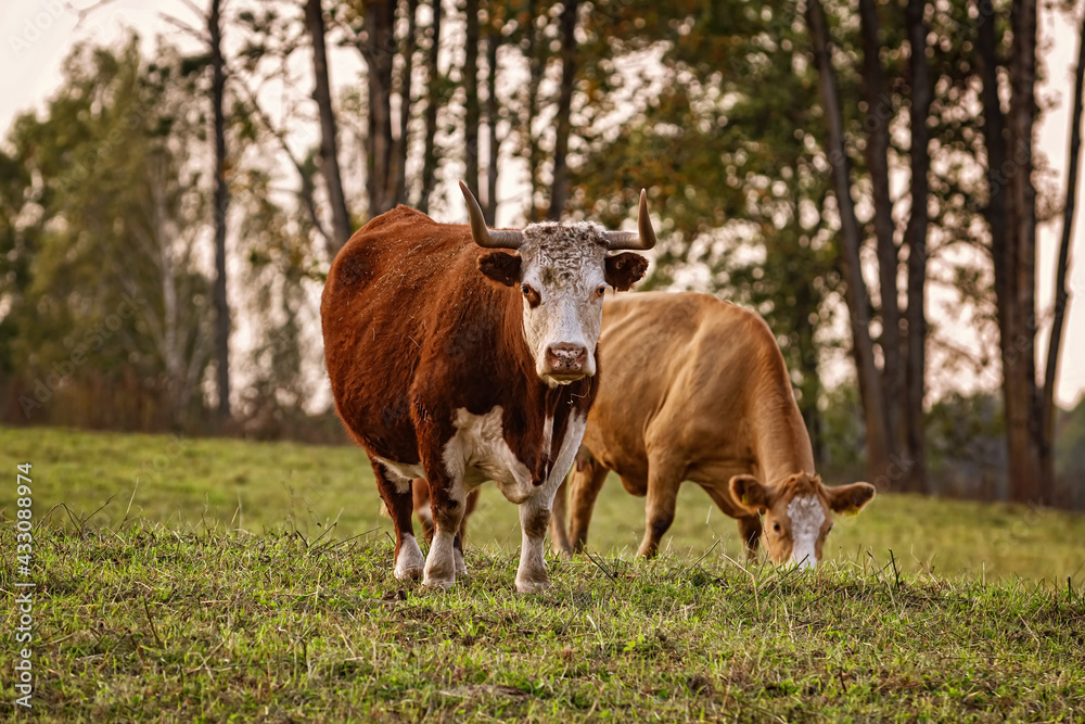 Cows on the pasture