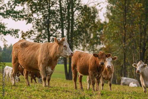 Cows on the pasture © Sergej Razvodovskij