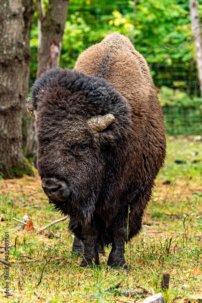 quand les bisons ont adopté une direction, rien ne pourrait ni enrayer ni modifier leur marche. quand les bisons ont adopté une direction, rien ne pourrait ni enrayer ni modifier leur marche.