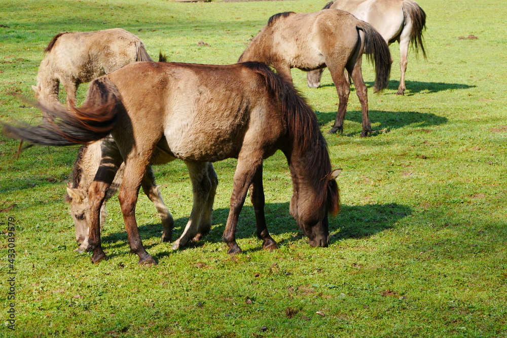 a herd of wild horses grazes on a green meadow in the morning sun and shade a herd of wild horses grazes on a green meadow in the morning sun and shade