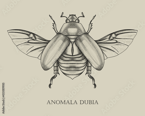 Anomala dubia scarab beetle biology book insect