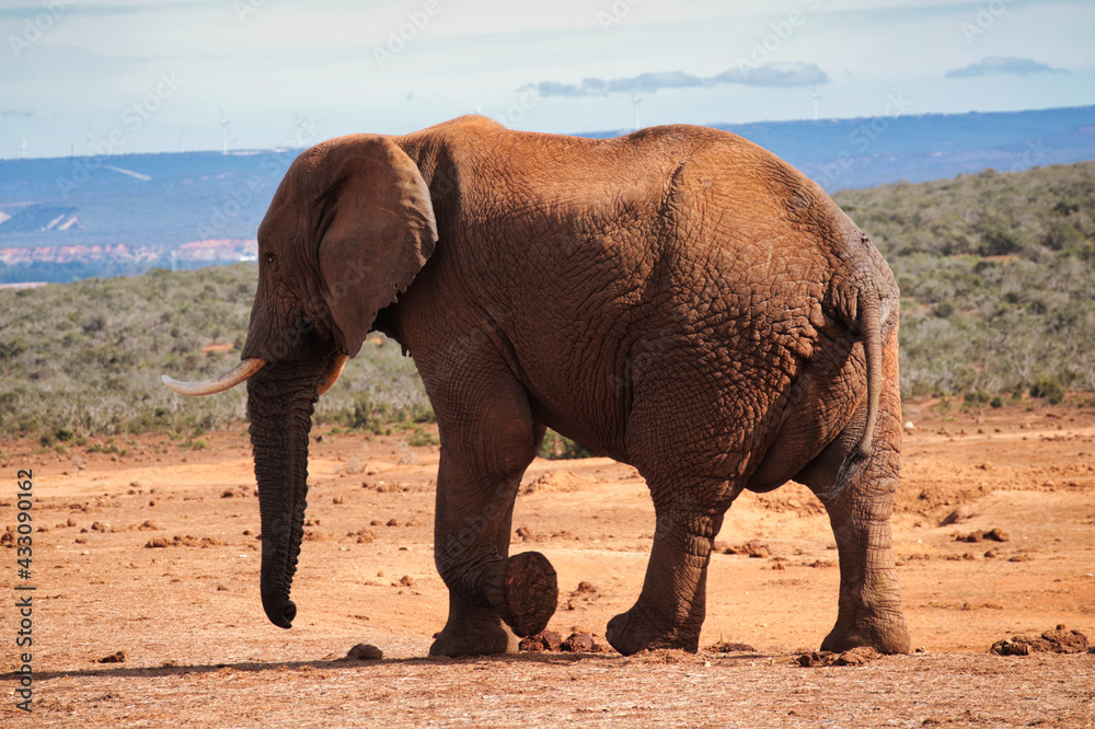 Fototapeta premium African Elephant 