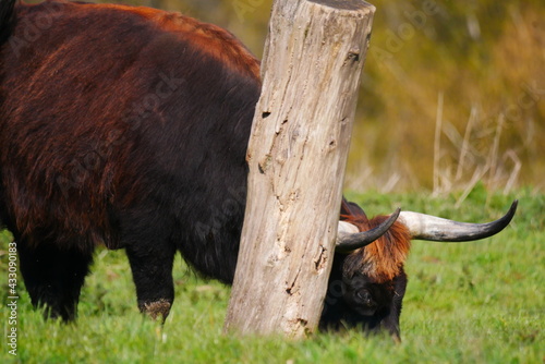 Bos primigenius Bovidae an aurochs with big horns stands in a green meadow next to an old tree trunk and eats grass photo