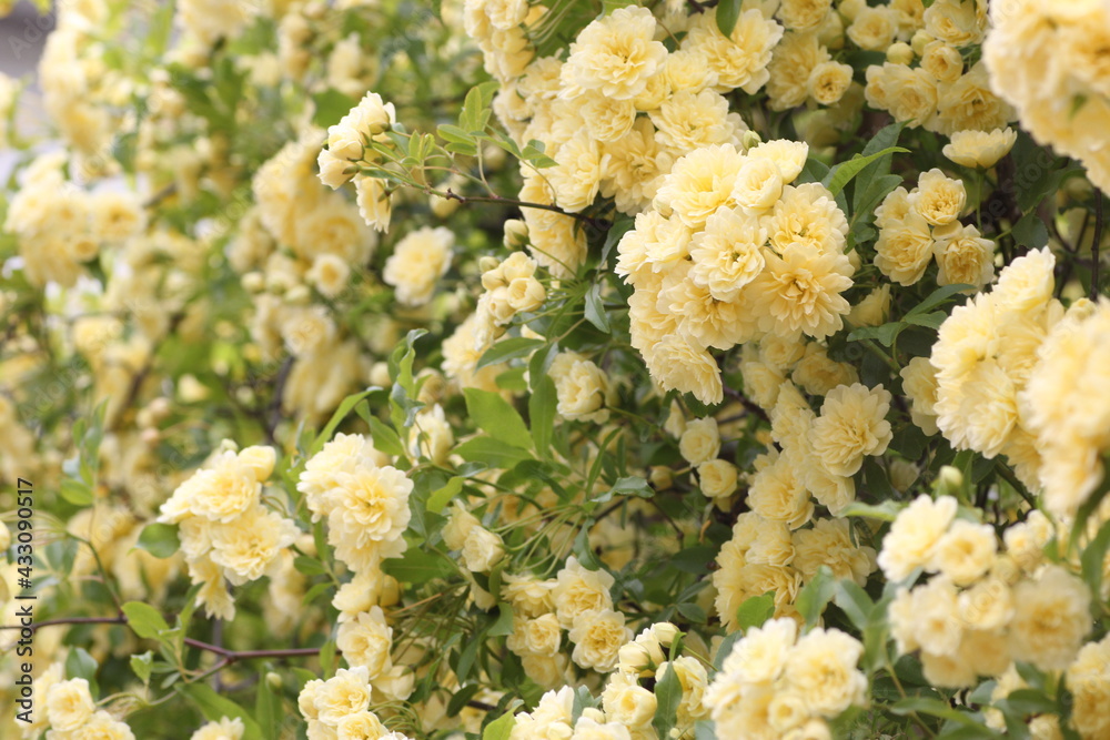 黄色の木香薔薇 黄色の木香薔薇