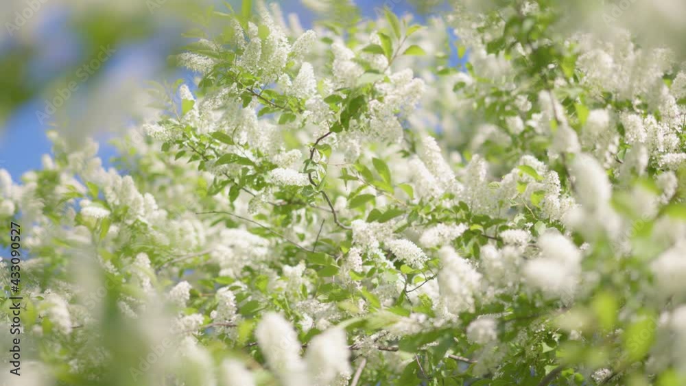 Blooming tree swaying in the wind. Delicate white flowers, green leaves and blue sky. Spring floral scene with natural lighting Blooming tree swaying in the wind. Delicate white flowers, green leaves and blue sky. Spring floral scene with natural lighting