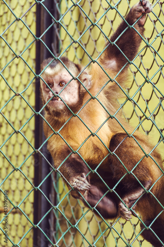 Monkey in a Zoo behind Bars © boryanam