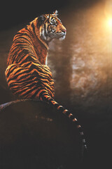 Fotobehang Tijger Sumatraanse tijger in natuurlijke habitat  © Sangur