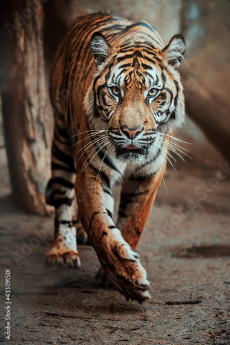 Sumatran tiger