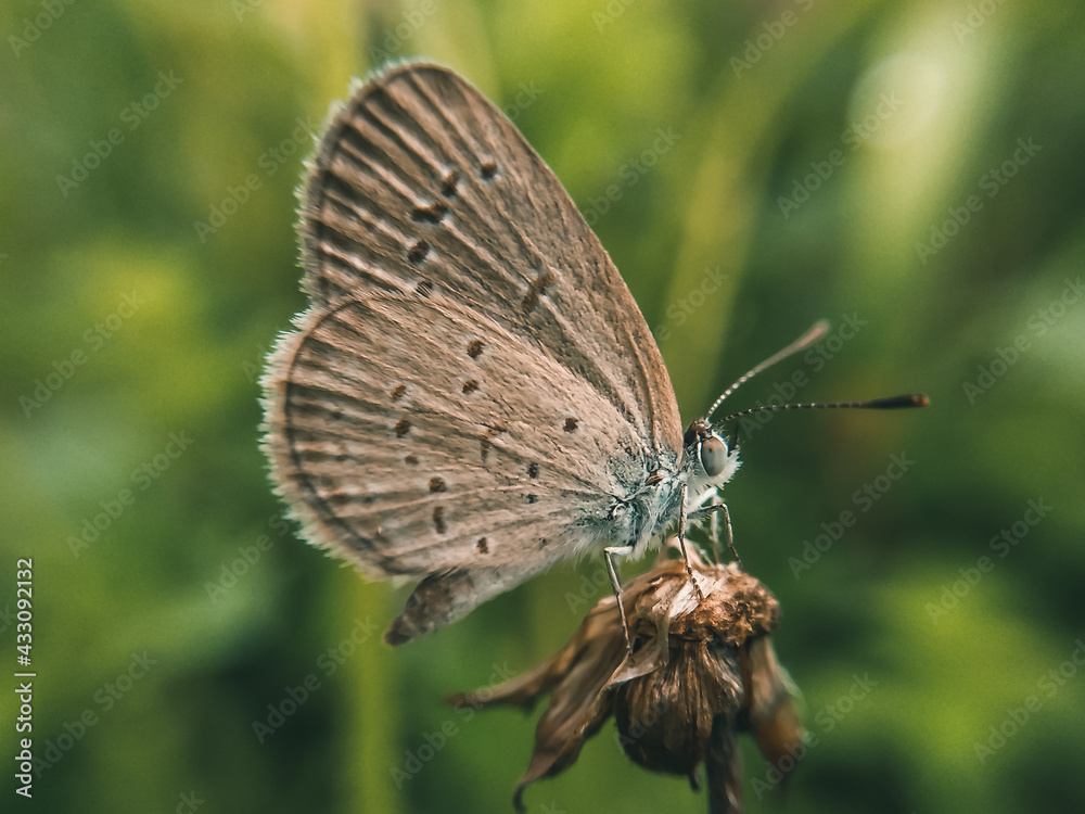 Obraz premium An amazing macro shot of a mazarine blue butterfly isolated on a green background