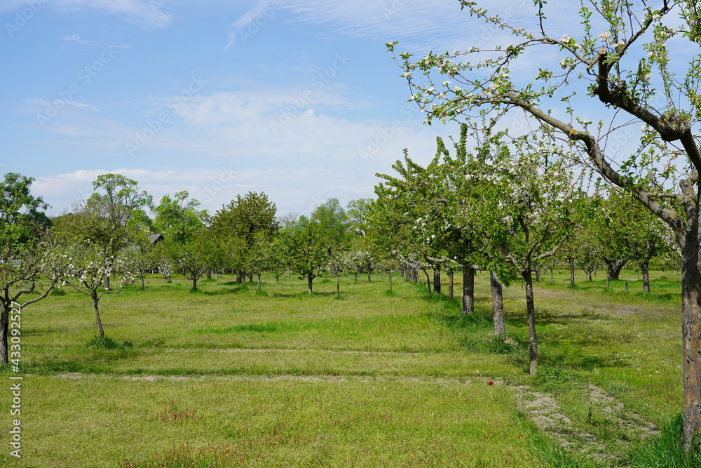 Sonnige Streuobstwiese im Frühling in der Kolonie Alexandrowka in Potsdam während der Baumblüte