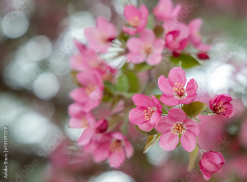 Delicate spring cherry blossom on a tree branch  closeup  selective focus