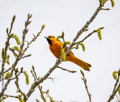 Male Bullock's oriole (Icterus bullockii) perching on the tree branch in Barr Lake State Park, Brighton, Colorado photo