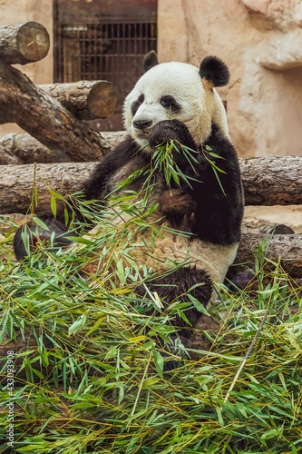 Giant panda eats green leaves of bamboo