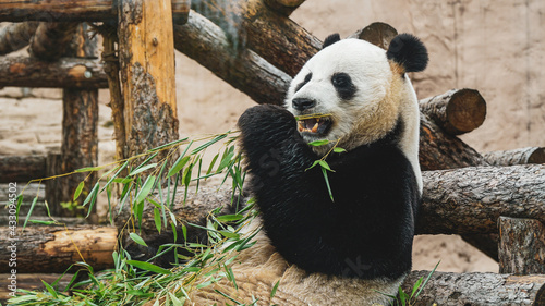 Giant panda eats bamboo