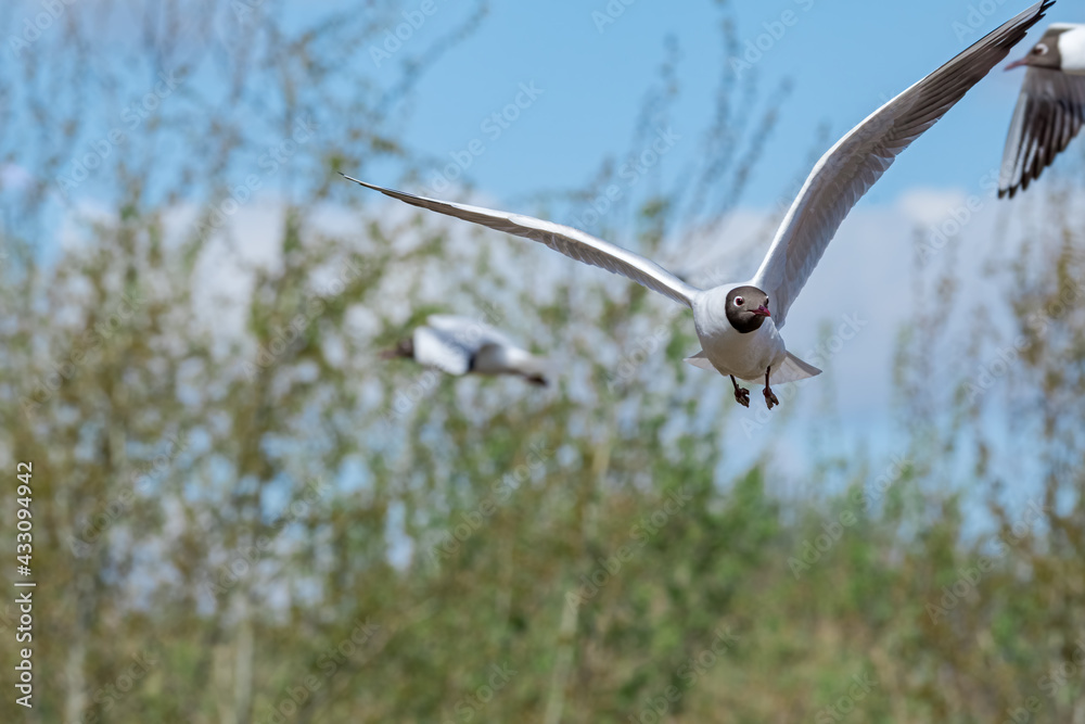 Black-headed Gulls (Larus ridibundus) at colony, Moscow region, Russia Black-headed Gulls (Larus ridibundus) at colony, Moscow region, Russia