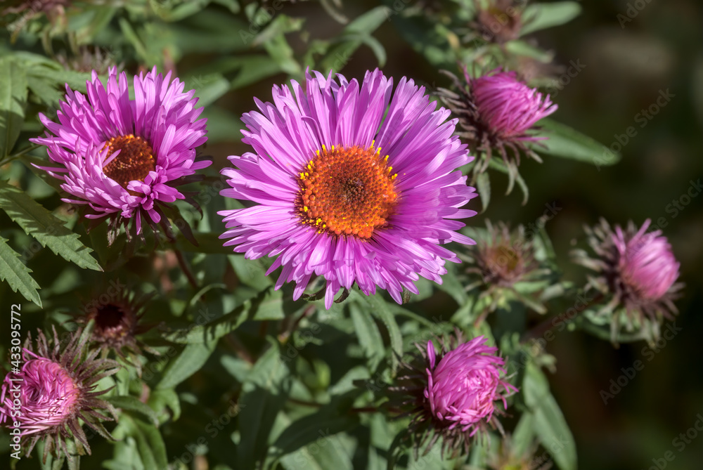 Fototapeta premium New England Aster (Symphyotrichum novae-angliae) in garden