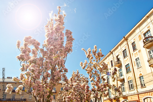 Pink with white flowers on tree. Cherry blossoms on urban architecture background. Many close-up flowers.
