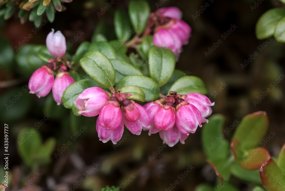 Lingonberry (Vaccinium vitis-idaea) Chowiet Island, Semidi Islands, Alaska, USA Lingonberry (Vaccinium vitis-idaea) Chowiet Island, Semidi Islands, Alaska, USA