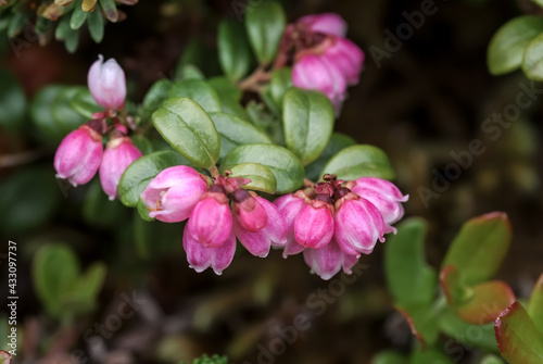 Lingonberry  Vaccinium vitis-idaea  Chowiet Island  Semidi Islands  Alaska  USA