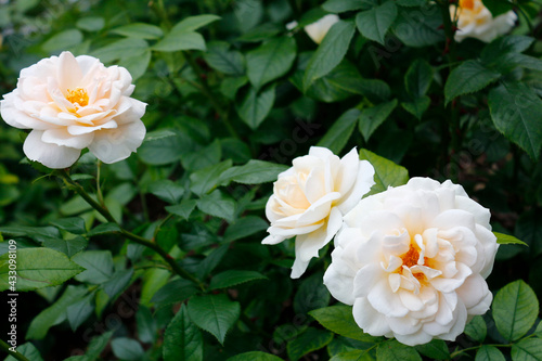 Beautiful white roses on a background of green leaves. City park in Riga, Latvia