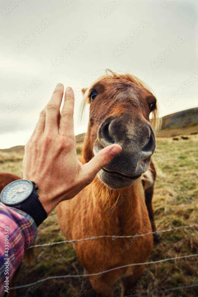 Naklejka premium Pferd in der freien Natur auf einer Wiese mit einer Hand die sich zum Streicheln des Pferdes streckt 