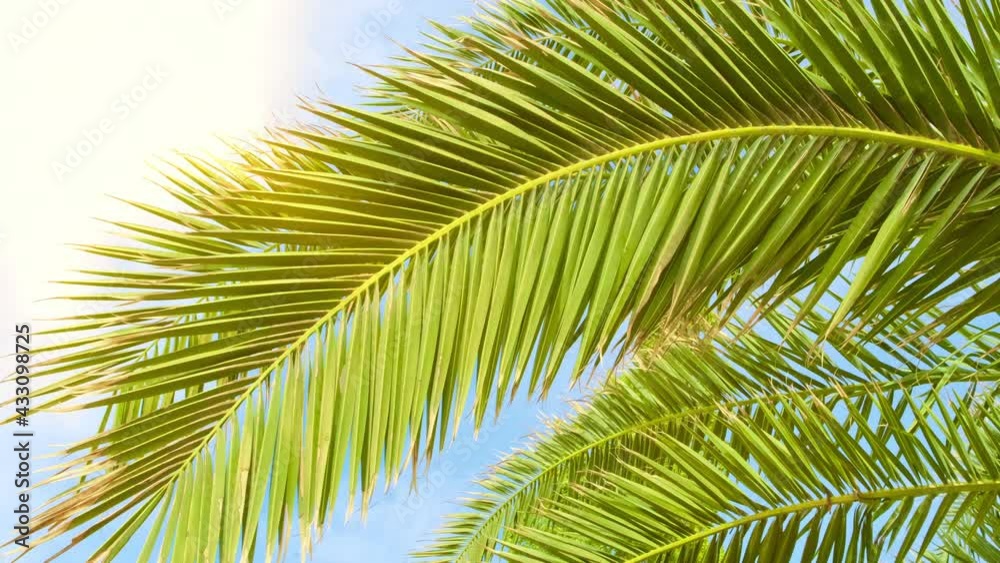 Topical palm tree leaves moving swaying on wind. Green leaf in summer morning sun light on blue sky background. Beach vacation and tourism concept. Topical palm tree leaves moving swaying on wind. Green leaf in summer morning sun light on blue sky background. Beach vacation and tourism concept.