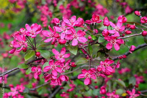 Branch with many vivid decorative red crab apple flowers and blooms in a tree in full bloom in a garden in a sunny spring day, beautiful outdoor floral background photographed with soft focus.