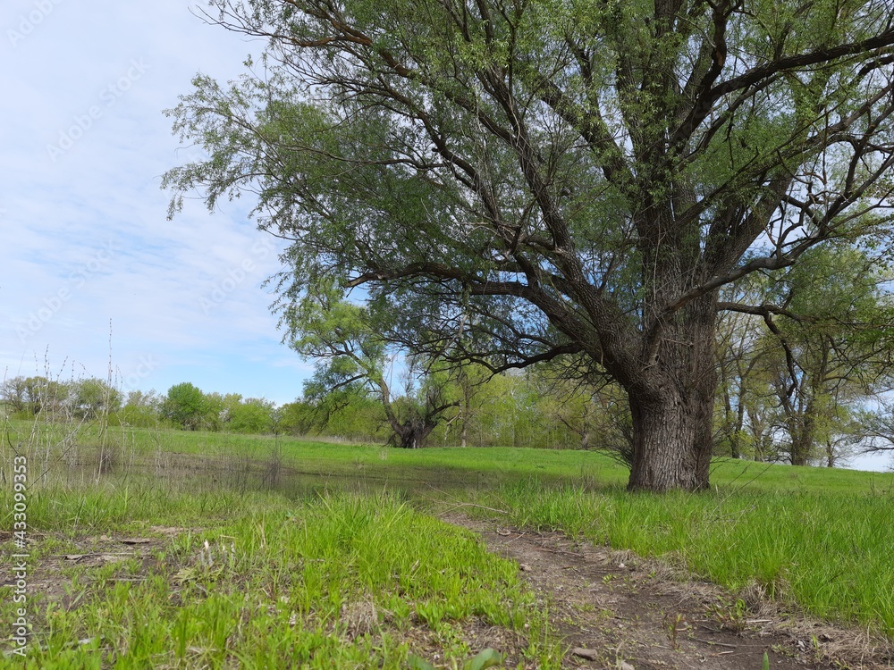 tree in spring, tree, nature, landscape, spring, grass, sky, green, field, summer, trees, meadow, forest, countryside, park, rural, blue, season, oak, road, garden, wood tree in spring, tree, nature, landscape, spring, grass, sky, green, field, summer, trees, meadow, forest, countryside, park, rural, blue, season, oak, road, garden, wood